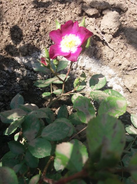 VIOLET - EVOLUTIE TRANDAFIRI 2018