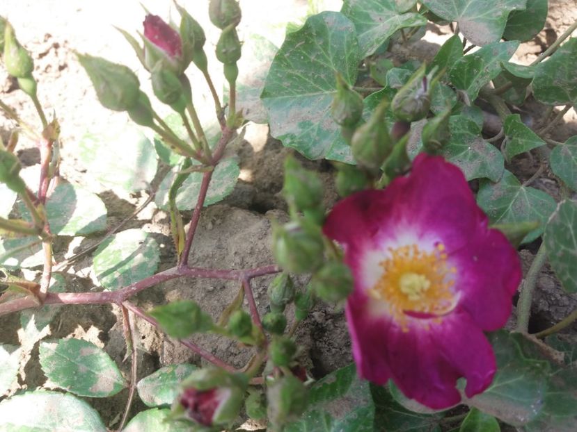  - EVOLUTIE TRANDAFIRI 2018