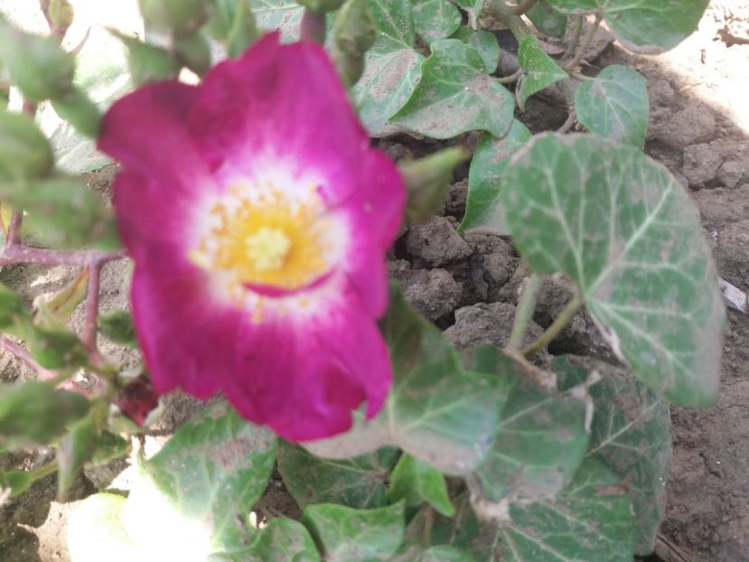  - EVOLUTIE TRANDAFIRI 2018