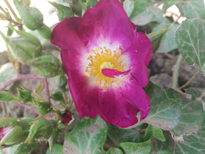  - EVOLUTIE TRANDAFIRI 2018