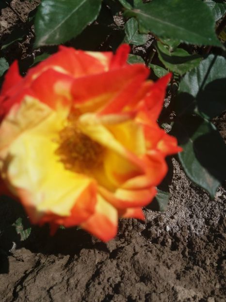  - EVOLUTIE TRANDAFIRI 2018