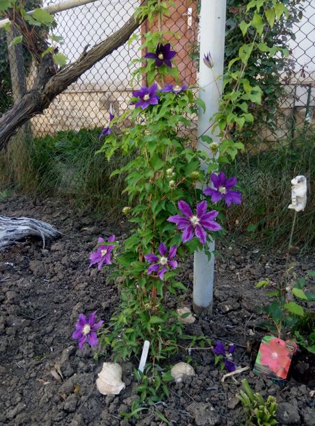 2018-23 mai - 11 Julka