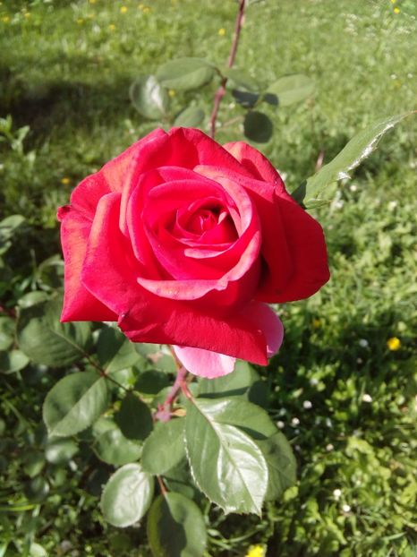  - TRANDAFIRI 2017_2018