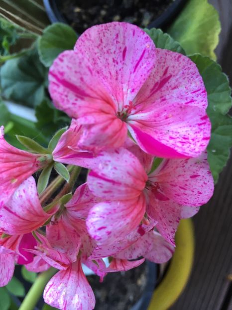 96DDE988-35D8-48EE-8DB8-C9E4908DD732 - Muscate Calliope