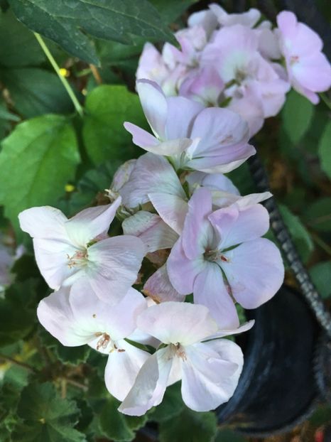 618E516A-868D-43D0-BF21-219F8511C774 - Muscate Calliope