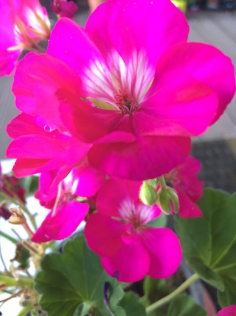 34758E60-B7A2-487D-BABD-7549A1D368A8 - Muscate 2018