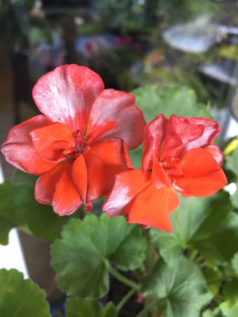 1A449BBF-F963-451B-9946-8B45EF847079 - Muscate 2018