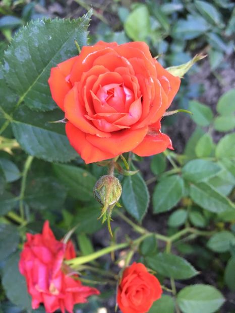 E47B8C79-6DBF-4AC8-85EC-D535405C483A - Trandafiri mini