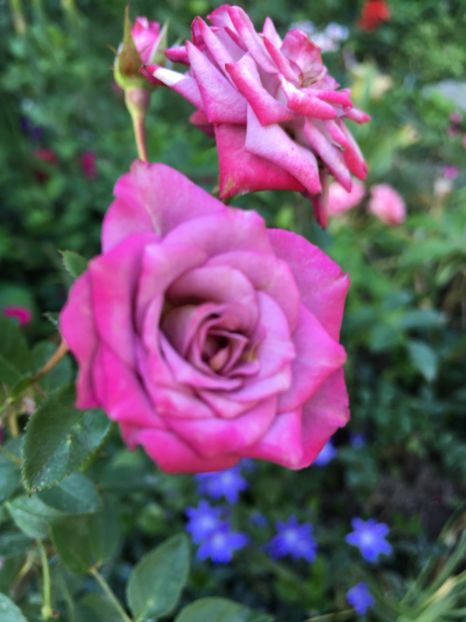 750FCB11-1CA6-4AEF-92B5-2B963B8F9421 - Trandafiri mini