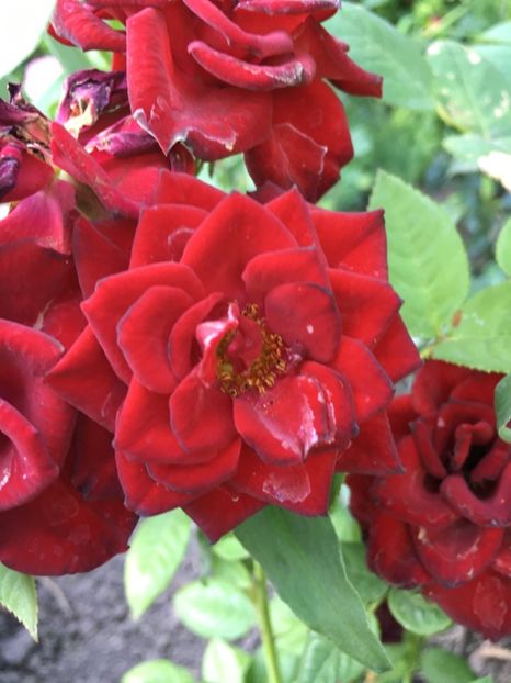 59FEB01E-9C75-4716-ABEF-BE251434B68A - Trandafiri mini