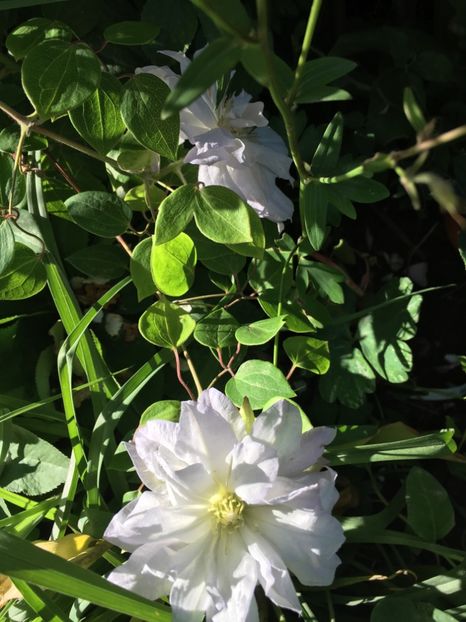1F5990A3-9A1F-492B-91DE-D3292468E5E8 - Clematite 2018