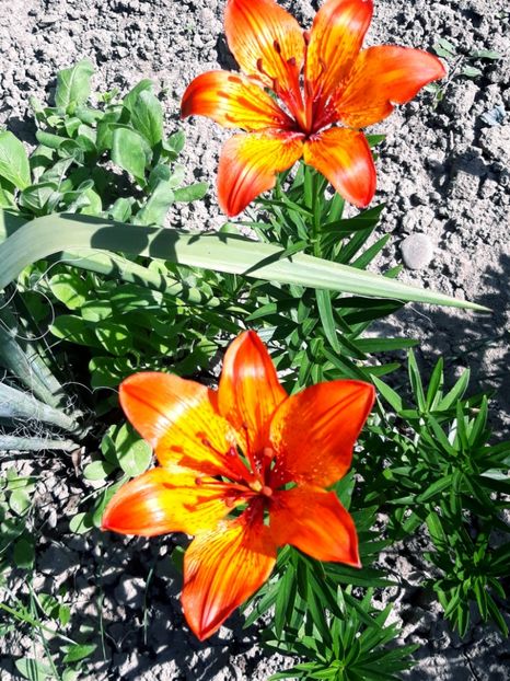  - Crini de gradina 2015- prezent