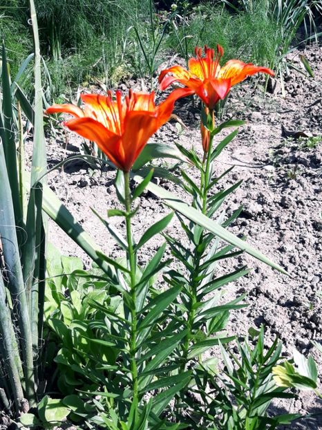  - Crini de gradina 2015- prezent