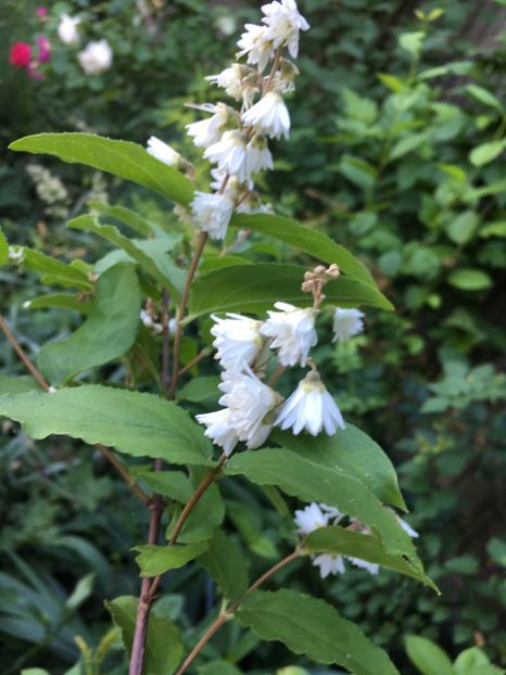 Deutzia alba - Arbuști 2018