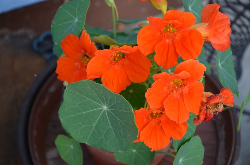  - dragostea  de natura