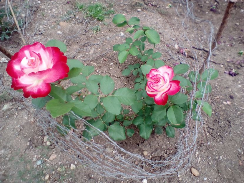 23 05 2018 - Jubilé du Prince de Monaco