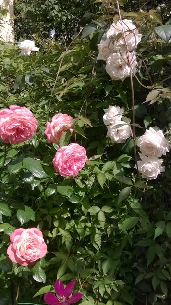 Queen of Hearts şi Ilse Krohn Superior - Grădina 2018