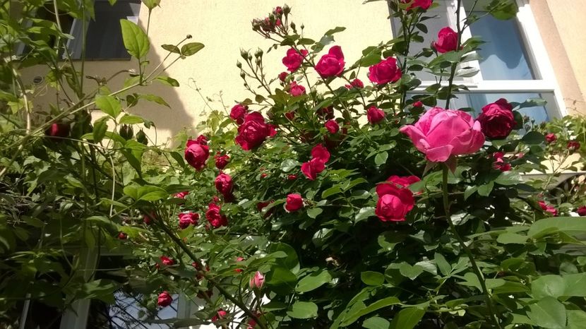 Florentina - Grădina 2018