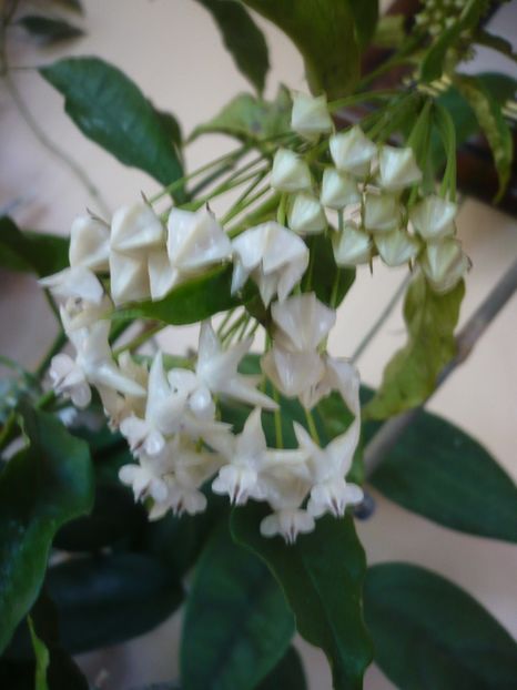 P1370391 - HOYA 2018-1