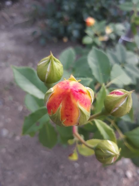  - Trandafir graham thomas 2018