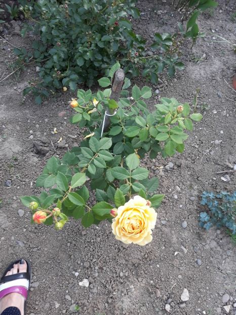  - Trandafir graham thomas 2018