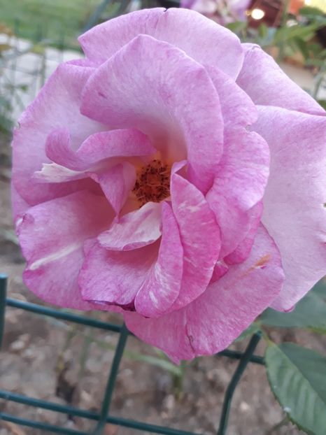  - Trandafir Violette Parfumee