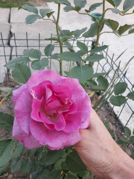  - Trandafir Violette Parfumee