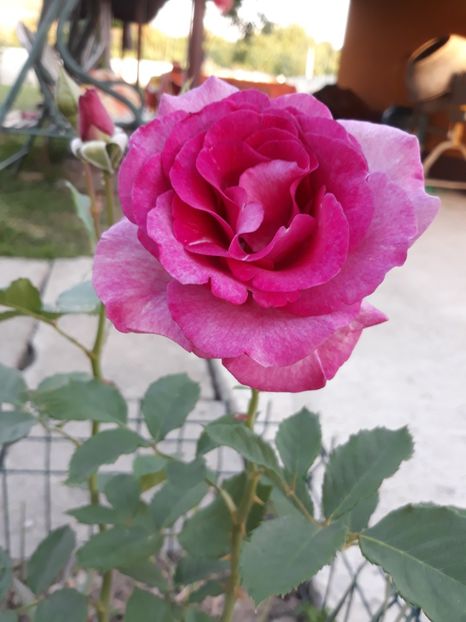  - Trandafir Violette Parfumee
