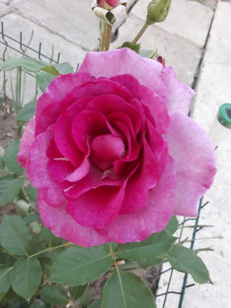  - Trandafir Violette Parfumee