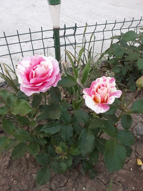  - Trandafir Claude Monet 2018