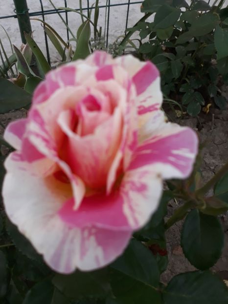  - Trandafir Claude Monet 2018