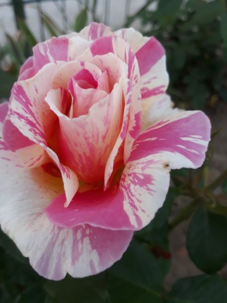  - Trandafir Claude Monet 2018