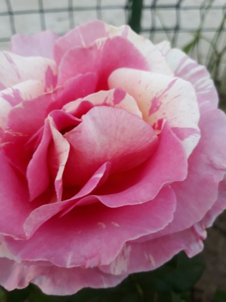  - Trandafir Claude Monet 2018