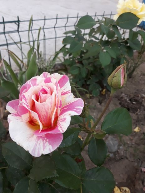  - Trandafir Claude Monet 2018