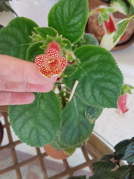 Kohleria rosie - Kohleria