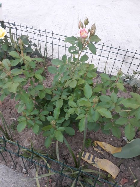  - Trandafir Rose de Cisterciencis 2018