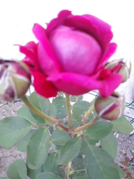  - Trandafir Othello 2018