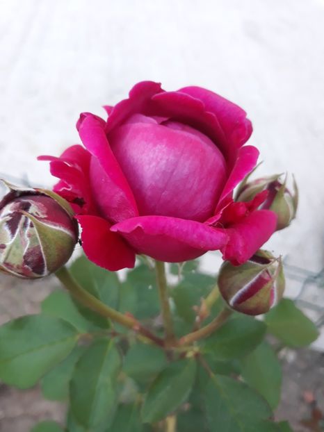  - Trandafir Othello 2018