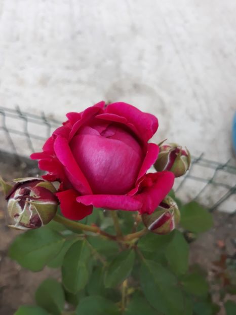  - Trandafir Othello 2018