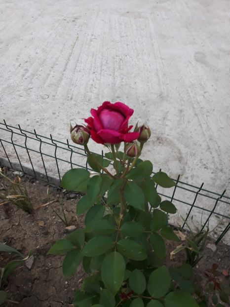  - Trandafir Othello 2018