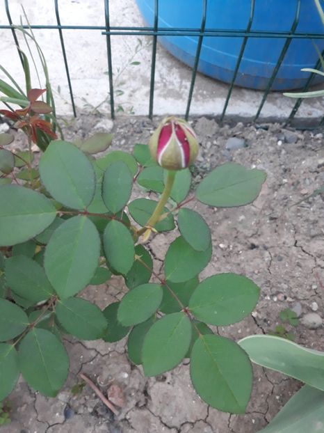  - Trandafir Othello 2018