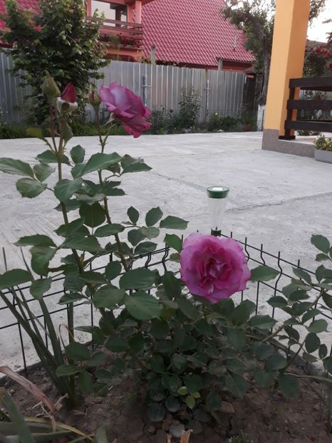  - Trandafir Violette Parfumee