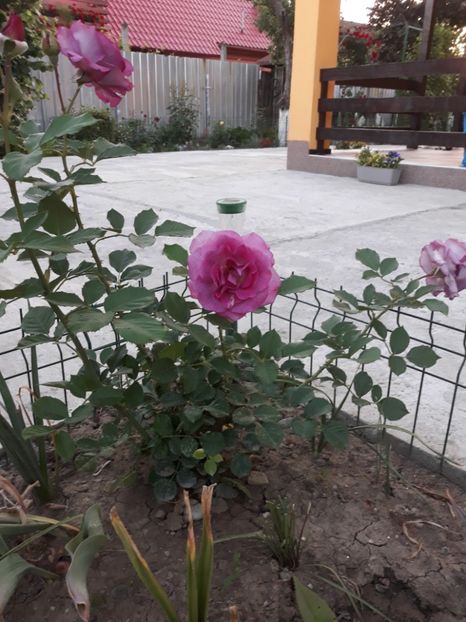  - Trandafir Violette Parfumee