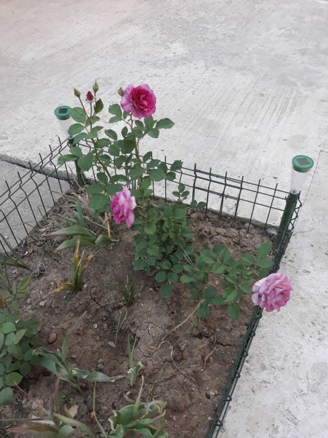  - Trandafir Violette Parfumee