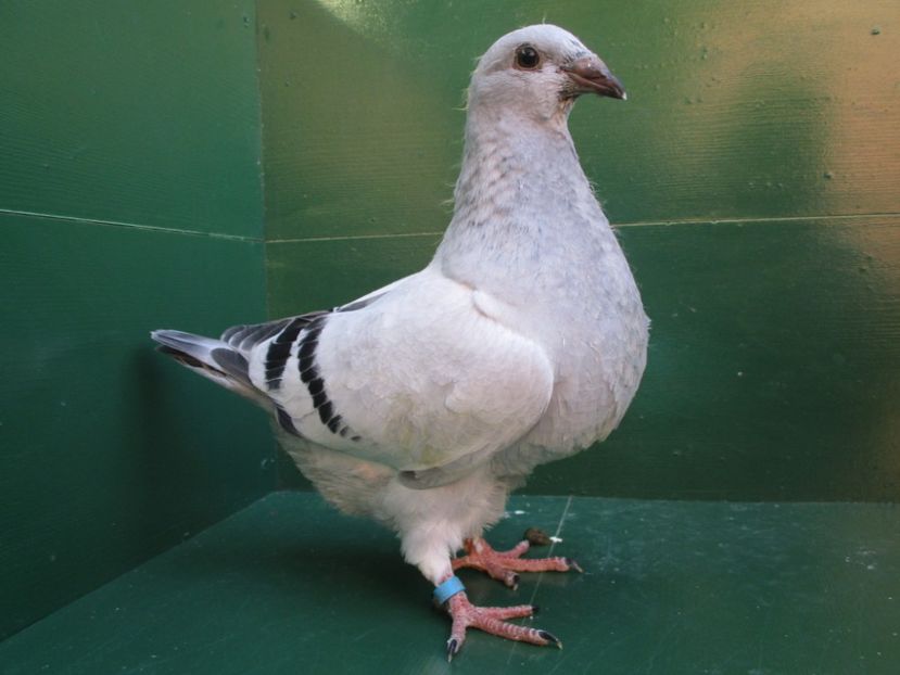 03510-18 - Tineret 2018