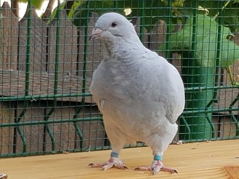 F-2018-4009 - 0-VRdF-2018