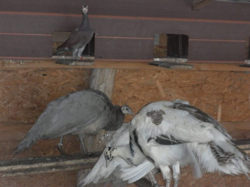 received_2136577863229866 - P--Paunii Silver Pied
