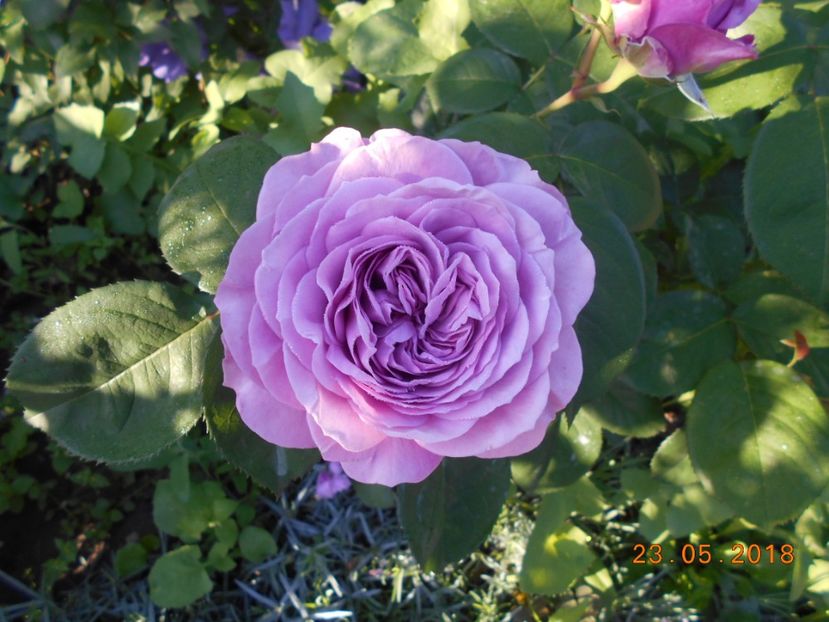  - Lavender Ice