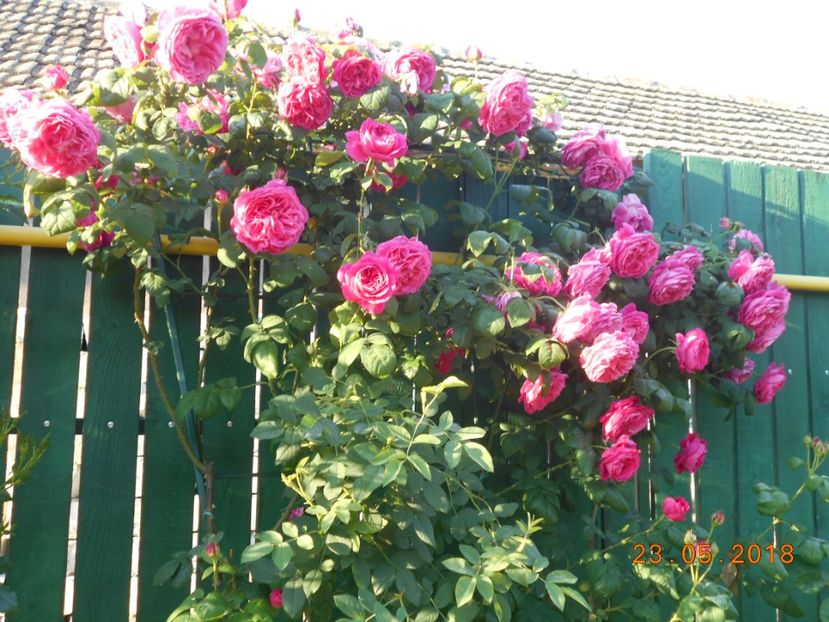  - Madame Isaac Pereire