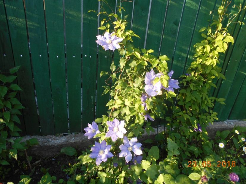  - 3Clematite2018